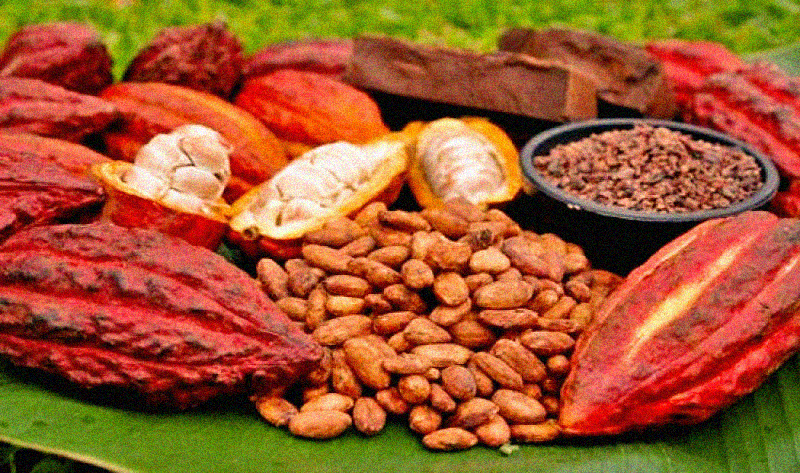 Exportaciones de cacao y productos agroindustriales de San Martín