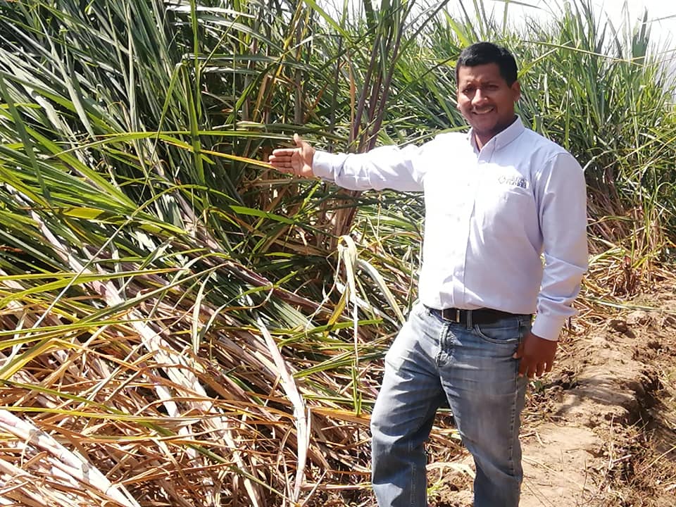 Control biológico en caña